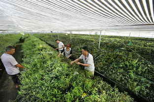 湖南桂陽(yáng) 中藥材產(chǎn)業(yè)鋪就脫貧致富路，石斛種植成“黃金產(chǎn)業(yè)”