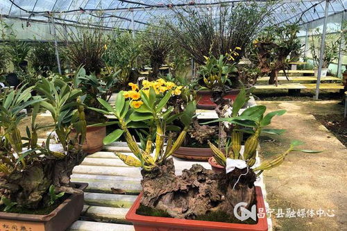 保山昌寧90后小伙種石斛，創(chuàng)業(yè)路上金花開