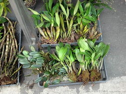 石斛種植指南 哪種石斛開花最香？