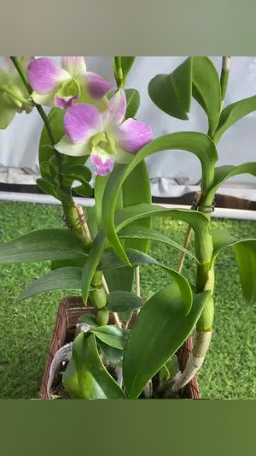夏日水蜜桃與石斛蘭的吟唱 你開花了嗎？