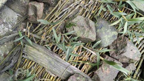盆栽石斛的種植技巧