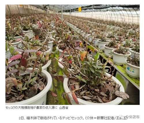 介休種植鐵皮石斛引日本最大新聞網(wǎng)站關(guān)注，推動(dòng)中藥材國(guó)際化浪潮
