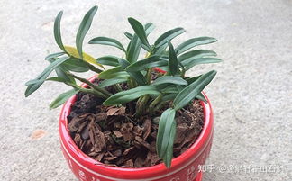 自己在家種植霍山石斛，輕松掌握的方法與養(yǎng)護(hù)要點(diǎn)